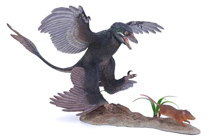 Microraptor jagt Eomaia, Dinosaurier Diorama, Schwarz